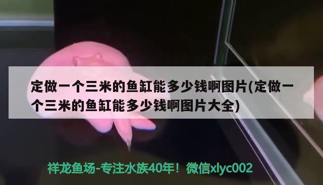 定做一个三米的鱼缸能多少钱啊图片(定做一个三米的鱼缸能多少钱啊图片大全)