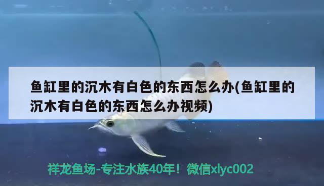 鱼缸里的沉木有白色的东西怎么办(鱼缸里的沉木有白色的东西怎么办视频) 帝王血钻鱼