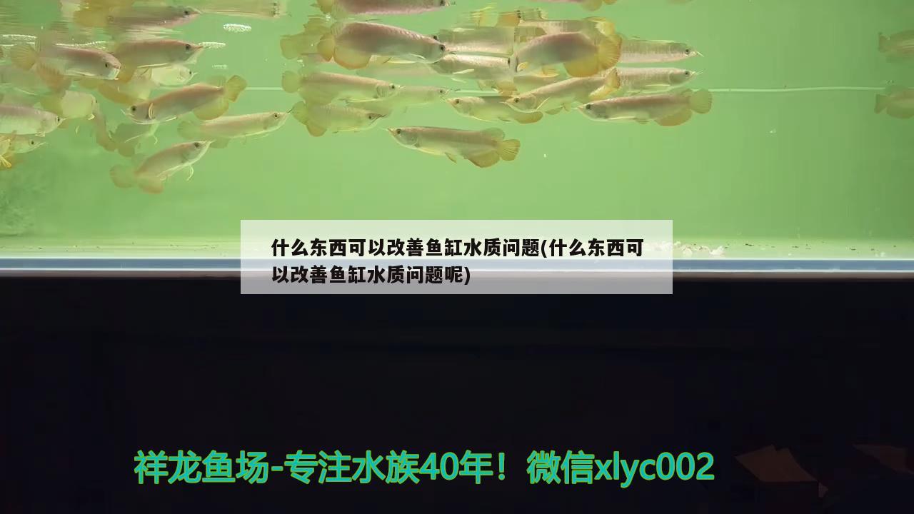 什么东西可以改善鱼缸水质问题(什么东西可以改善鱼缸水质问题呢)