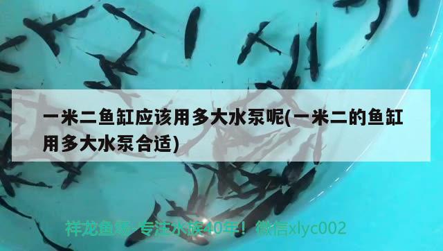 一米二鱼缸应该用多大水泵呢(一米二的鱼缸用多大水泵合适) 生态瓶/创意缸/桌面微景缸