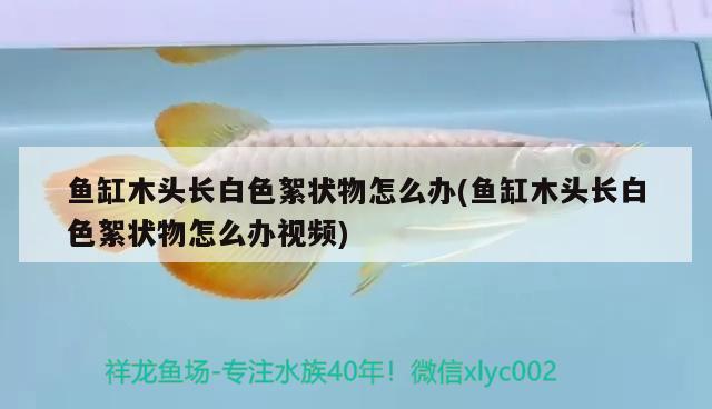 鱼缸木头长白色絮状物怎么办(鱼缸木头长白色絮状物怎么办视频) 肺鱼