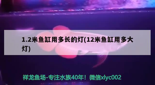 1.2米鱼缸用多长的灯(12米鱼缸用多大灯)