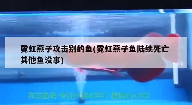 霓虹燕子攻击别的鱼(霓虹燕子鱼陆续死亡其他鱼没事)