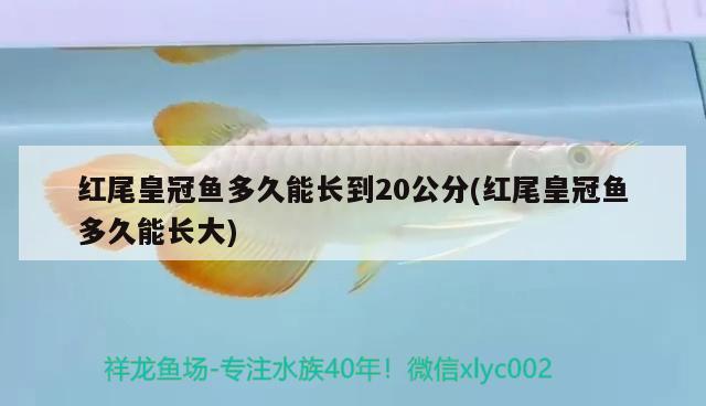 红尾皇冠鱼多久能长到20公分(红尾皇冠鱼多久能长大)