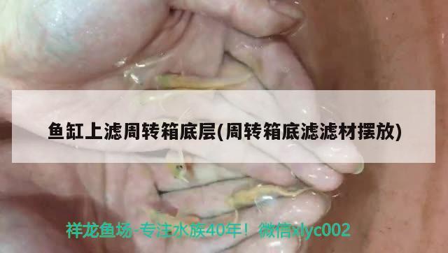 鱼缸上滤周转箱底层(周转箱底滤滤材摆放) 飞凤鱼