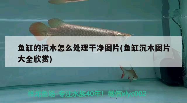 鱼缸的沉木怎么处理干净图片(鱼缸沉木图片大全欣赏) 祥龙水族滤材/器材