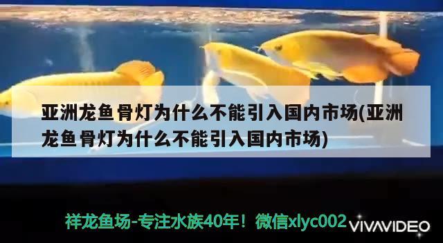 亚洲龙鱼骨灯为什么不能引入国内市场(亚洲龙鱼骨灯为什么不能引入国内市场)