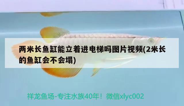 两米长鱼缸能立着进电梯吗图片视频(2米长的鱼缸会不会塌) 印尼四纹虎