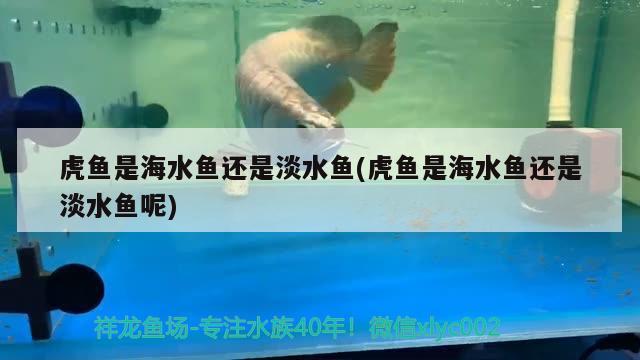 虎鱼是海水鱼还是淡水鱼(虎鱼是海水鱼还是淡水鱼呢)