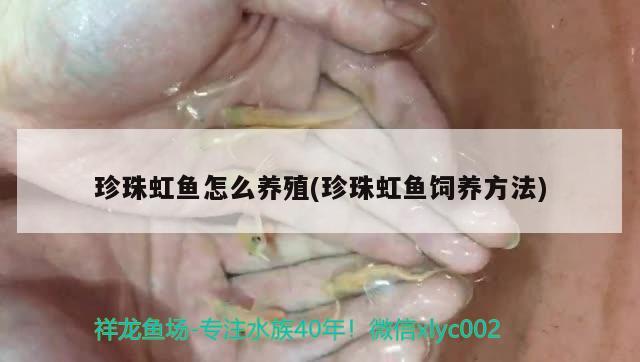 珍珠虹鱼怎么养殖(珍珠虹鱼饲养方法) 观赏鱼