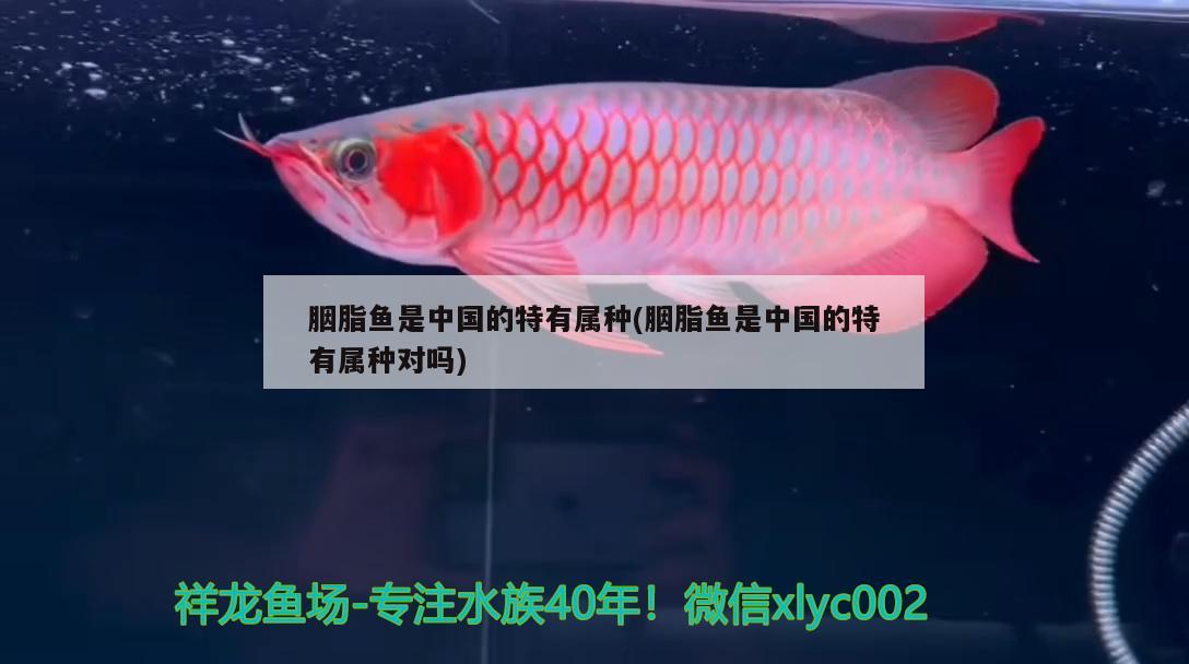 胭脂鱼是中国的特有属种(胭脂鱼是中国的特有属种对吗) 观赏鱼