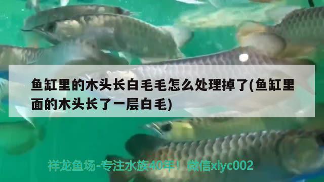 鱼缸里的木头长白毛毛怎么处理掉了(鱼缸里面的木头长了一层白毛) 名贵锦鲤鱼