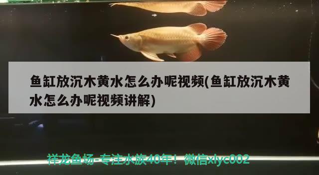 鱼缸放沉木黄水怎么办呢视频(鱼缸放沉木黄水怎么办呢视频讲解) 鱼缸水质稳定剂