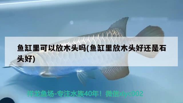 鱼缸里可以放木头吗(鱼缸里放木头好还是石头好) 球鲨鱼