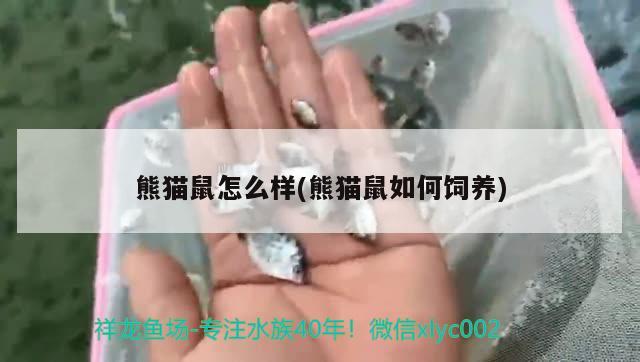 熊猫鼠怎么样(熊猫鼠如何饲养) 观赏鱼 第2张