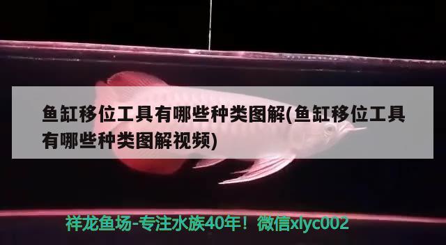 鱼缸移位工具有哪些种类图解(鱼缸移位工具有哪些种类图解视频)