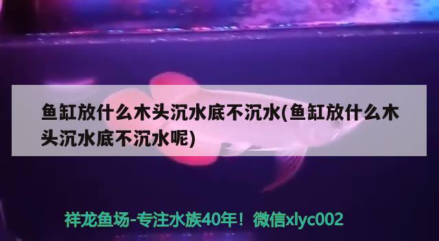 鱼缸放什么木头沉水底不沉水(鱼缸放什么木头沉水底不沉水呢)