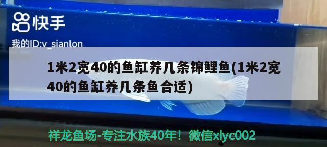 1米2宽40的鱼缸养几条锦鲤鱼(1米2宽40的鱼缸养几条鱼合适)