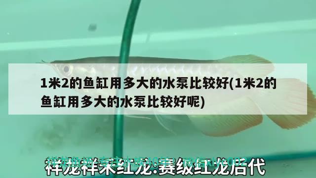 1米2的鱼缸用多大的水泵比较好(1米2的鱼缸用多大的水泵比较好呢) 麦肯斯银版鱼 第2张