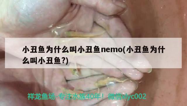 小丑鱼为什么叫小丑鱼nemo(小丑鱼为什么叫小丑鱼?)