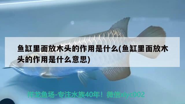 鱼缸里面放木头的作用是什么(鱼缸里面放木头的作用是什么意思) 广州观赏鱼鱼苗批发市场