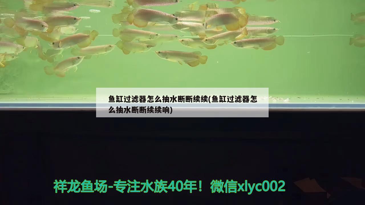 鱼缸过滤器怎么抽水断断续续(鱼缸过滤器怎么抽水断断续续响) 豹纹夫鱼苗