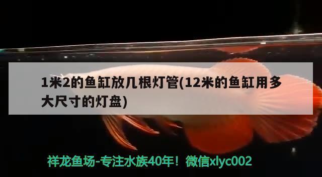 1米2的鱼缸放几根灯管(12米的鱼缸用多大尺寸的灯盘) 水族灯（鱼缸灯）