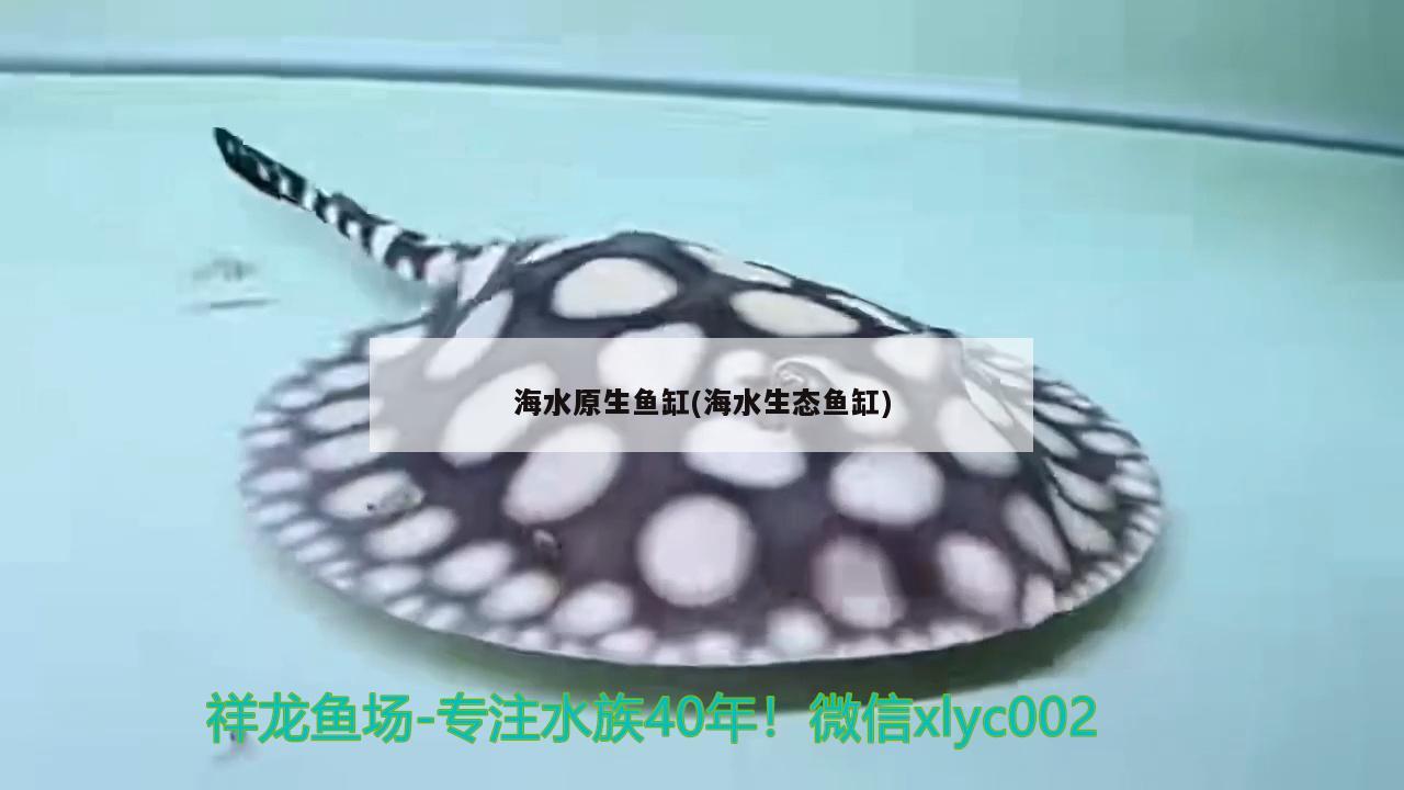 海水原生鱼缸(海水生态鱼缸) 黄金招财猫鱼