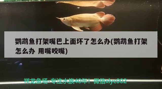 鹦鹉鱼打架嘴巴上面坏了怎么办(鹦鹉鱼打架怎么办用嘴咬嘴)