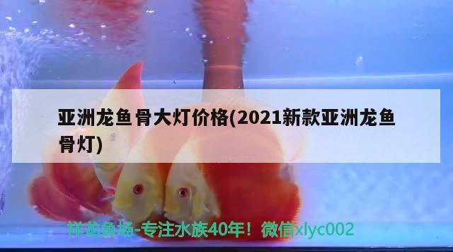 亚洲龙鱼骨大灯价格(2021新款亚洲龙鱼骨灯) 观赏鱼