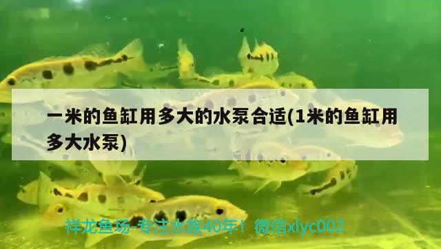 一米的鱼缸用多大的水泵合适(1米的鱼缸用多大水泵)