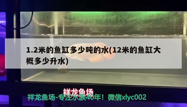 1.2米的鱼缸多少吨的水(12米的鱼缸大概多少升水) 白子银龙苗（黄化银龙苗）