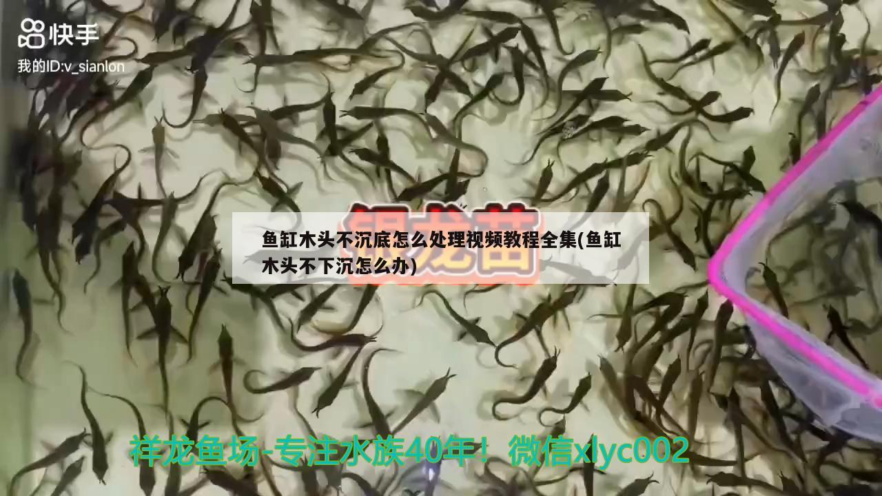 鱼缸木头不沉底怎么处理视频教程全集(鱼缸木头不下沉怎么办)