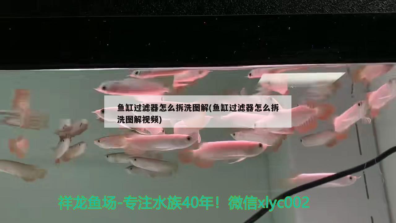 鱼缸过滤器怎么拆洗图解(鱼缸过滤器怎么拆洗图解视频) 红眼黄化幽灵火箭鱼|皇家火箭鱼