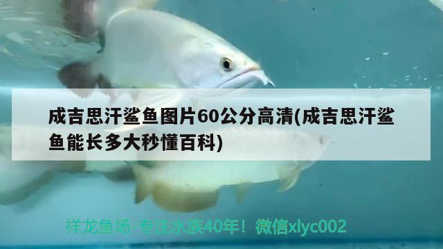 成吉思汗鲨鱼图片60公分高清(成吉思汗鲨鱼能长多大秒懂百科) 成吉思汗鲨（球鲨）鱼