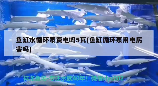 鱼缸水循环泵费电吗5瓦(鱼缸循环泵用电厉害吗) 粗线银版鱼