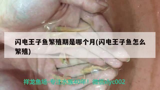 闪电王子鱼繁殖期是哪个月(闪电王子鱼怎么繁殖) 观赏鱼