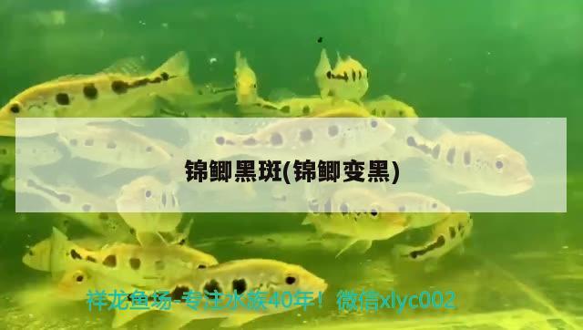 锦鲫黑斑(锦鲫变黑)