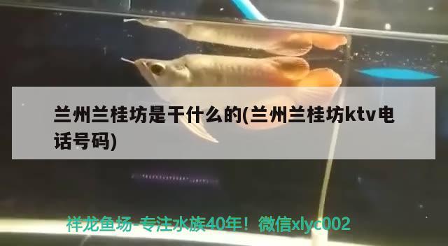 兰州兰桂坊是干什么的(兰州兰桂坊ktv电话号码)