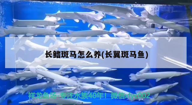 长鳍斑马怎么养(长翼斑马鱼) 观赏鱼