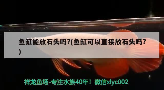 鱼缸能放石头吗?(鱼缸可以直接放石头吗?) 金龙福龙鱼