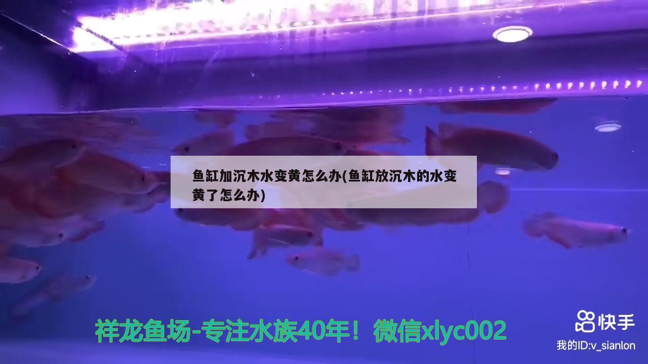 鱼缸加沉木水变黄怎么办(鱼缸放沉木的水变黄了怎么办)