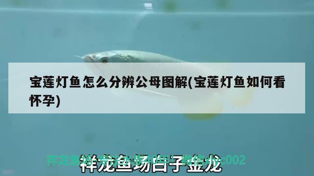 宝莲灯鱼怎么分辨公母图解(宝莲灯鱼如何看怀孕)