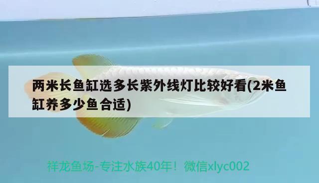 两米长鱼缸选多长紫外线灯比较好看(2米鱼缸养多少鱼合适)