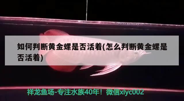 如何判断黄金螺是否活着(怎么判断黄金螺是否活着) 观赏鱼