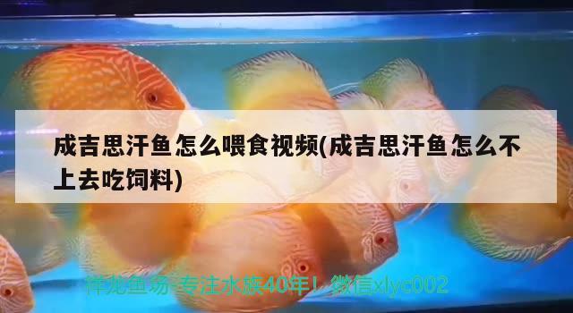 成吉思汗鱼怎么喂食视频(成吉思汗鱼怎么不上去吃饲料)