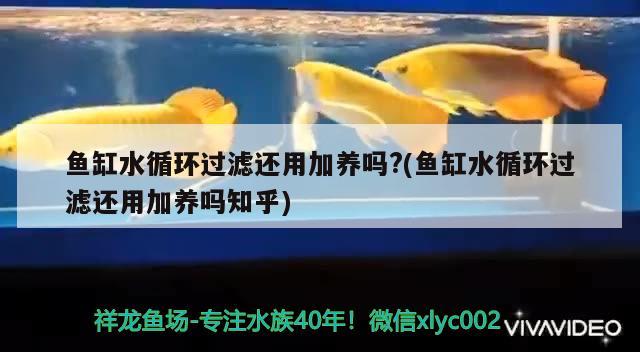 鱼缸水循环过滤还用加养吗?(鱼缸水循环过滤还用加养吗知乎)