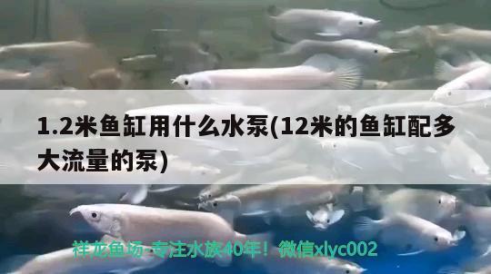 1.2米鱼缸用什么水泵(12米的鱼缸配多大流量的泵)