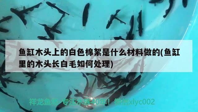 鱼缸木头上的白色棉絮是什么材料做的(鱼缸里的木头长白毛如何处理) 哥伦比亚巨暴鱼苗