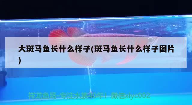 大斑马鱼长什么样子(斑马鱼长什么样子图片) 观赏鱼